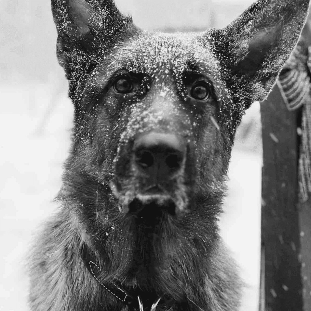 Lobo
